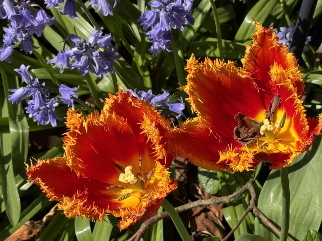 Flowers